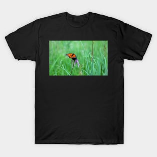 Monarch on a daisy T-Shirt